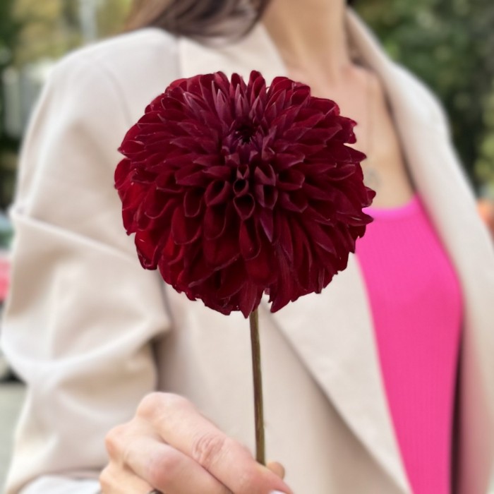 Георгин бордовый Помпон