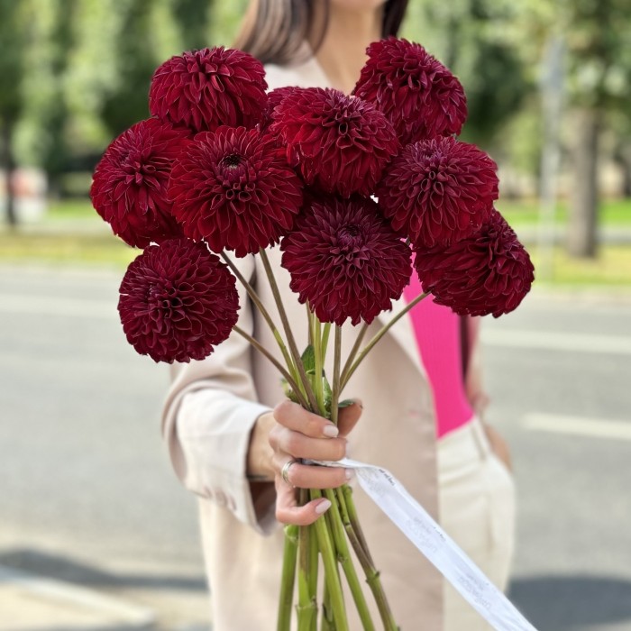 Георгин бордовый Помпон