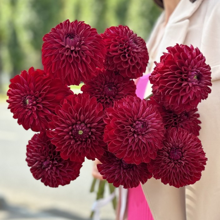 Георгин бордовый Помпон