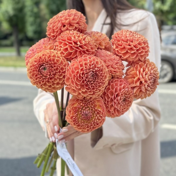 Георгин коричнево-желтый помпон