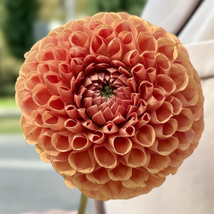 Георгин коричнево-желтый помпон