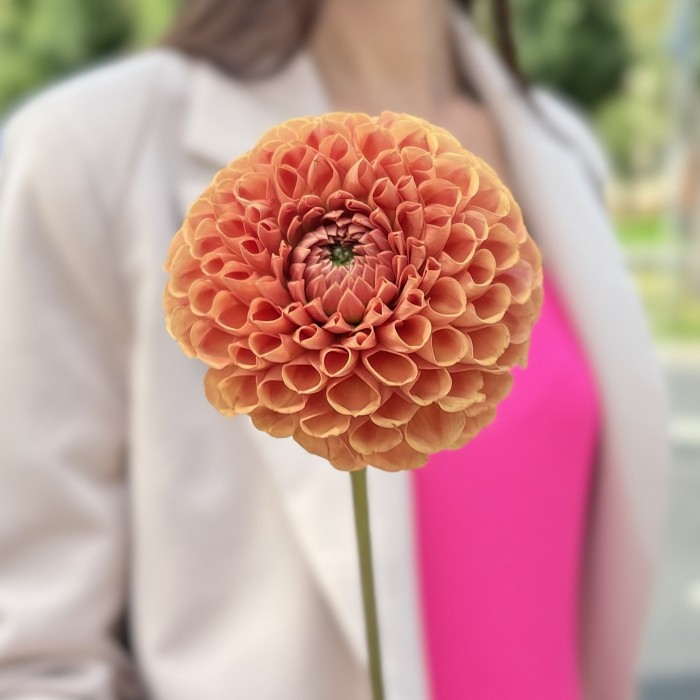 Георгин коричнево-желтый помпон