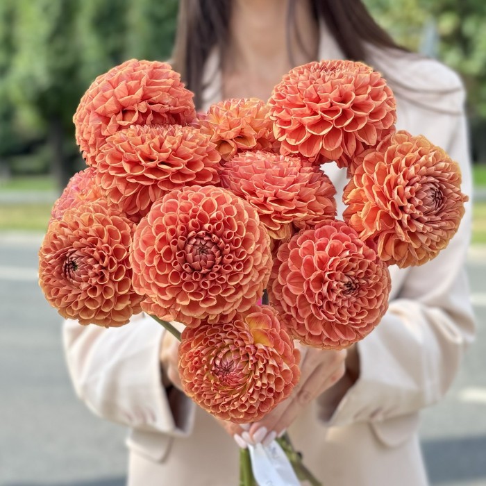 Георгин коричнево-желтый помпон