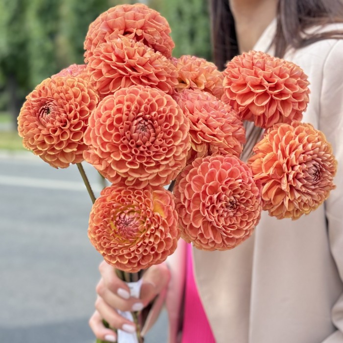 Георгин коричнево-желтый помпон