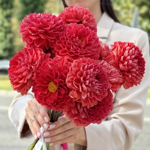 Георгин оранжевый помпон