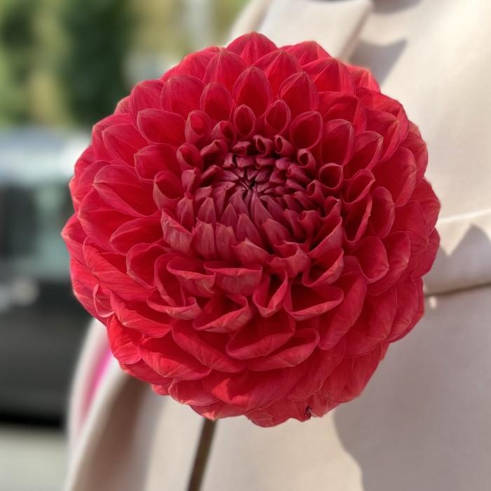 Георгин оранжевый помпон