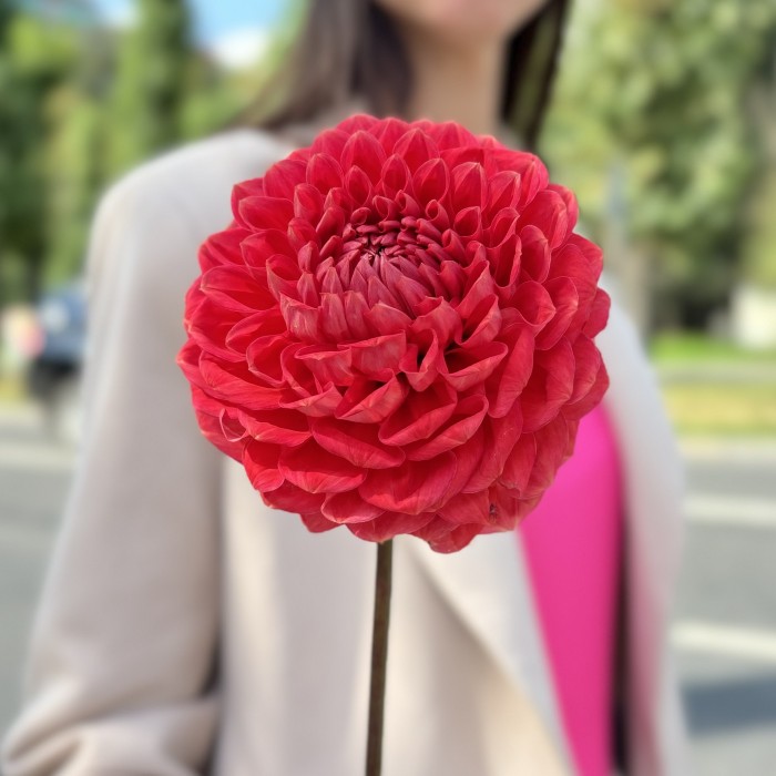 Георгин оранжевый помпон