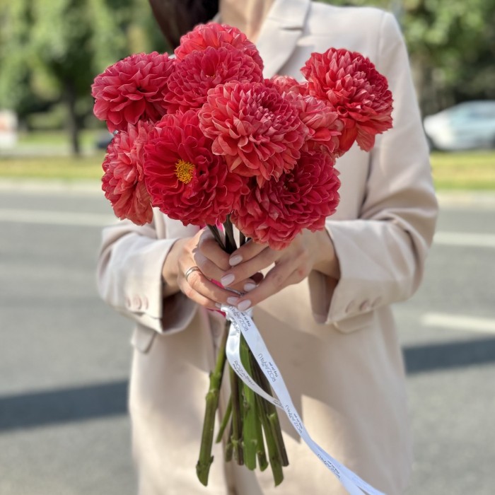 Георгин оранжевый помпон