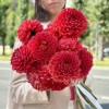 Георгин оранжевый помпон