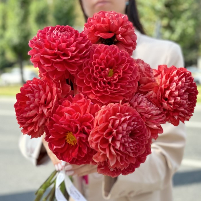 Георгин оранжевый помпон