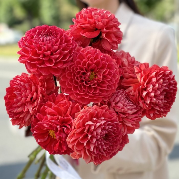 Георгин оранжевый помпон