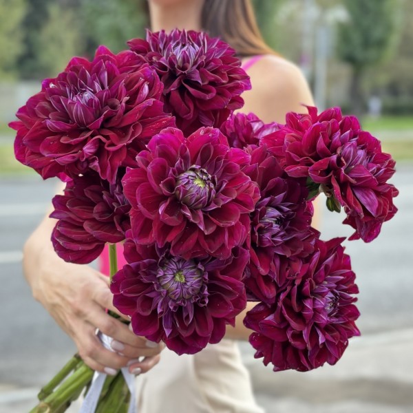 Георгин темно-фиолетовый