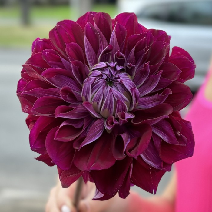 Георгин темно-фиолетовый