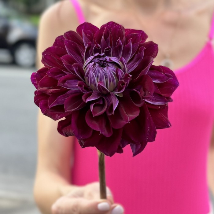 Георгин темно-фиолетовый