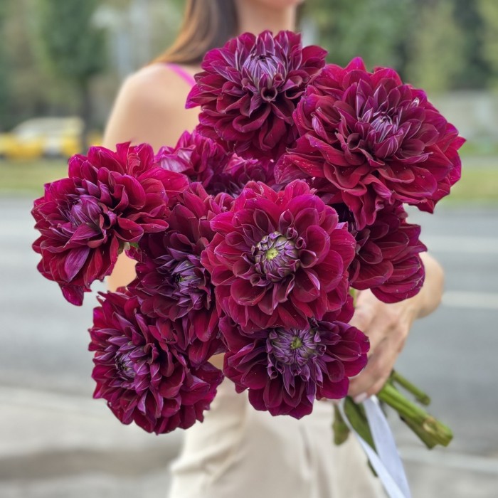 Георгин темно-фиолетовый