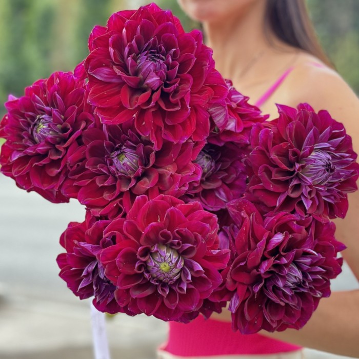 Георгин темно-фиолетовый