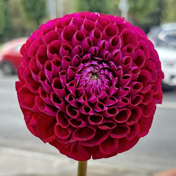 Георгин темно-фиолетовый Помпон