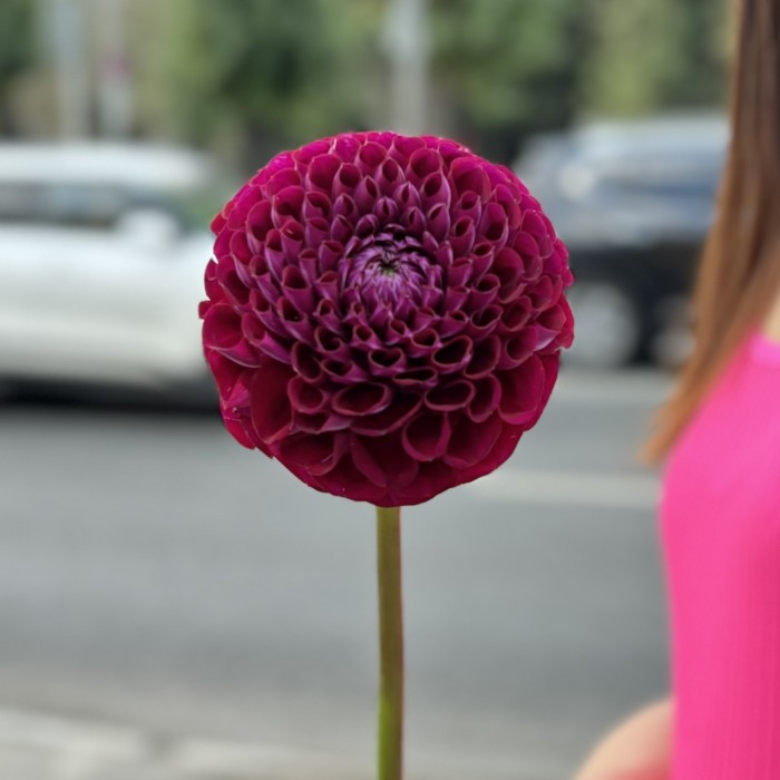 Георгин темно-фиолетовый Помпон