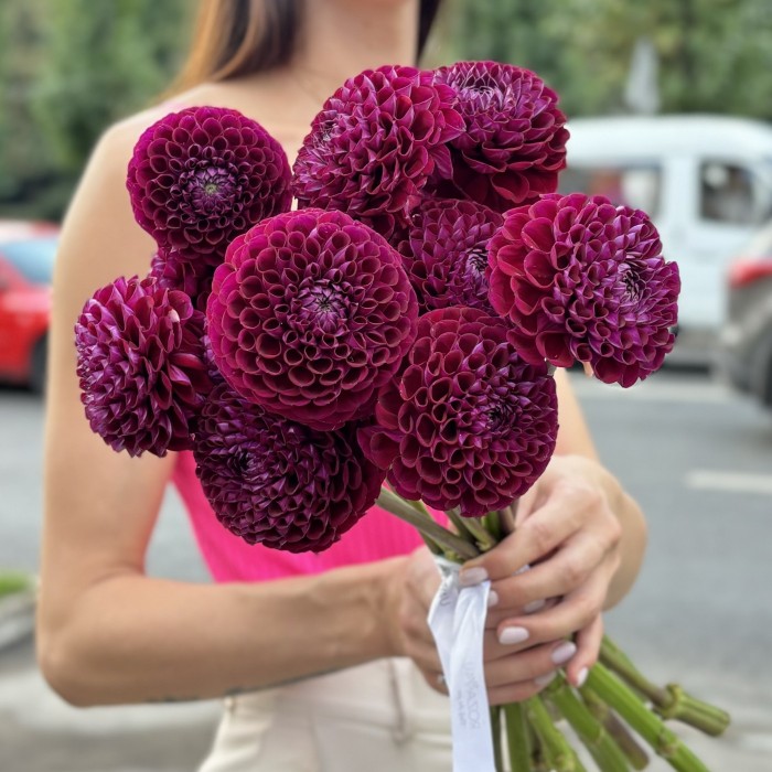 Георгин темно-фиолетовый Помпон