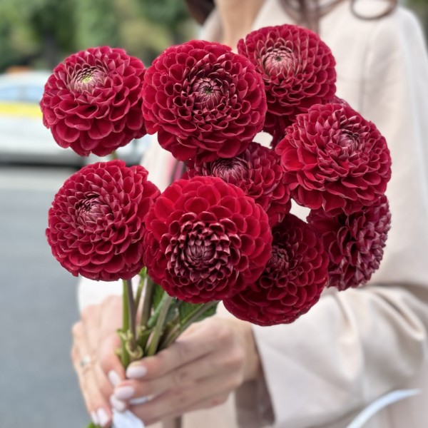 Георгин темно-красный Помпон