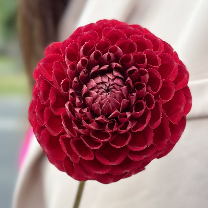 Георгин темно-красный Помпон