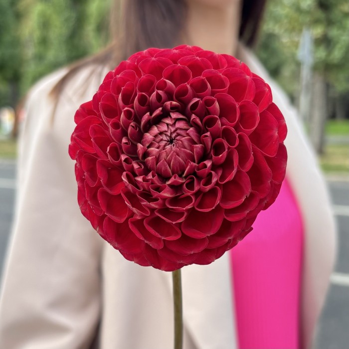 Георгин темно-красный Помпон