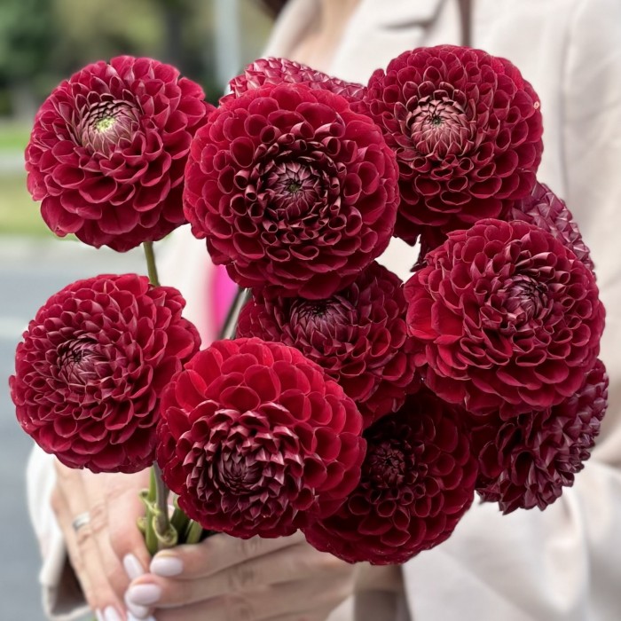 Георгин темно-красный Помпон