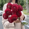 Георгин темно-красный Помпон