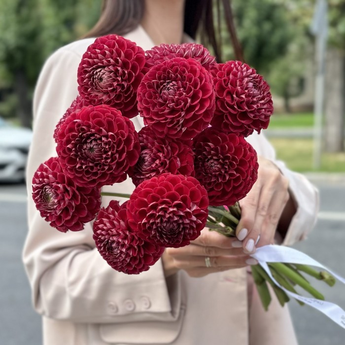 Георгин темно-красный Помпон