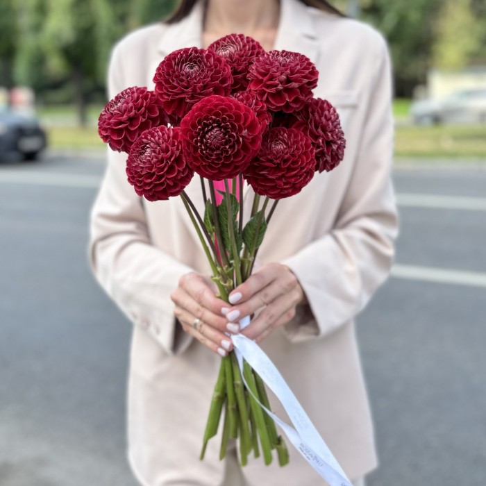 Георгин темно-красный Помпон