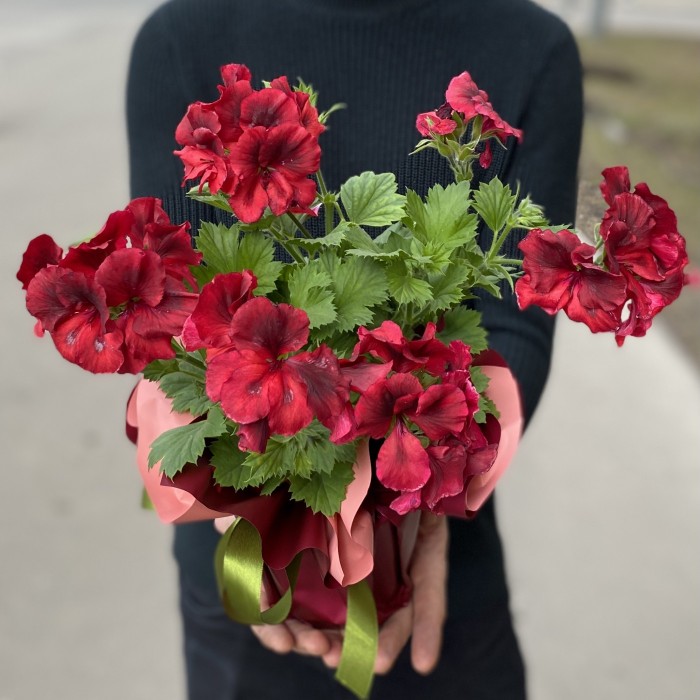 Герань в горшке микс