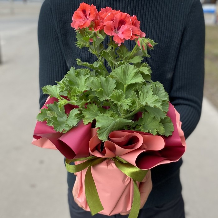 Герань в горшке микс