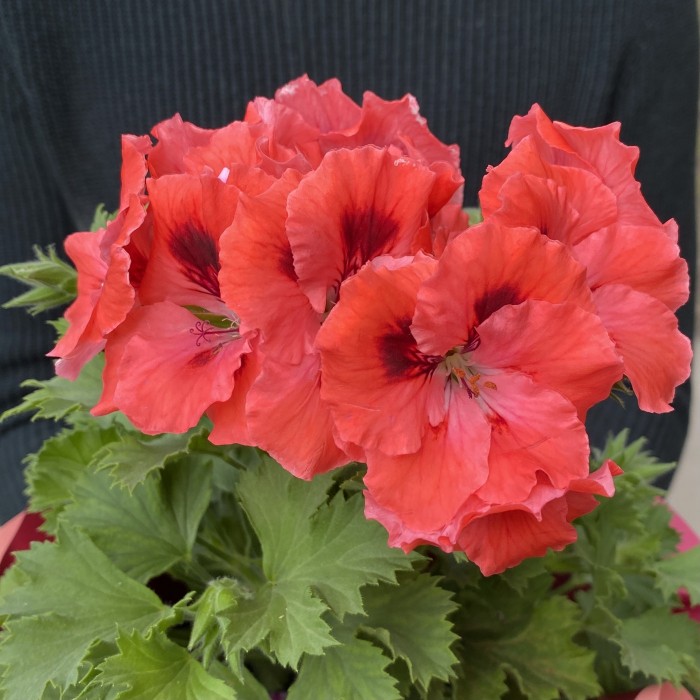 Герань в горшке микс