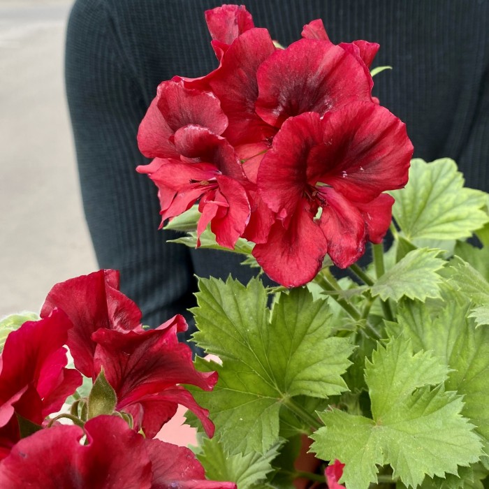 Герань в горшке микс