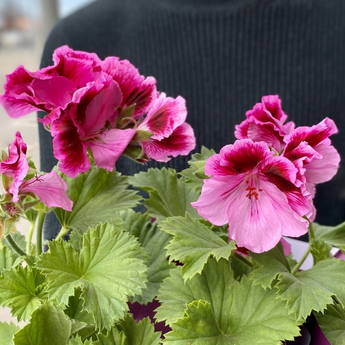 Герань в горшке микс