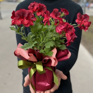 Герань в горшке микс