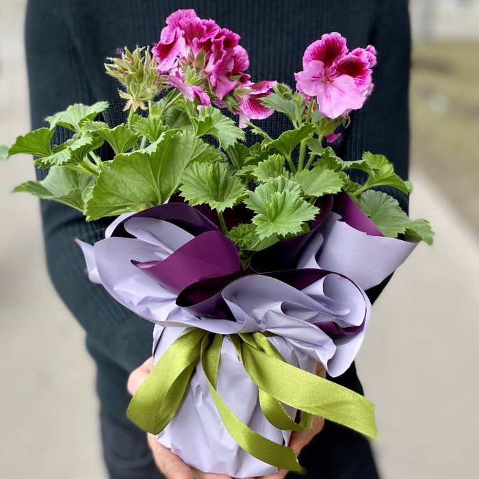 Герань в горшке микс