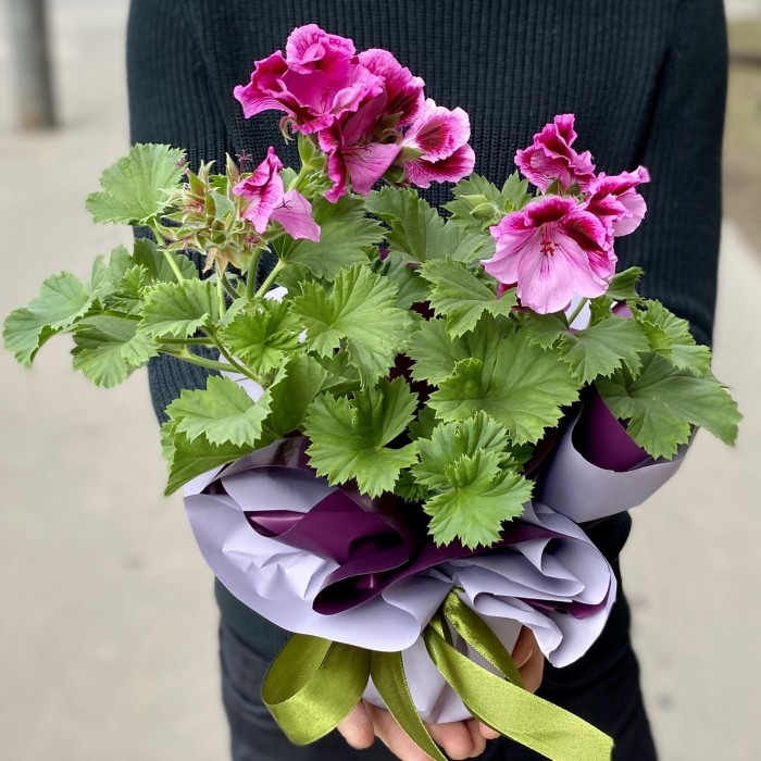 Герань в горшке микс