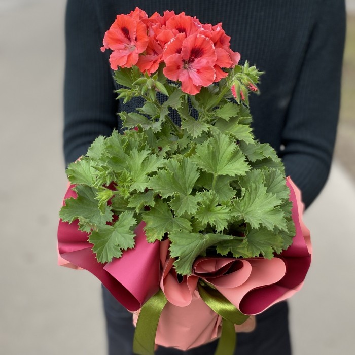 Герань в горшке микс