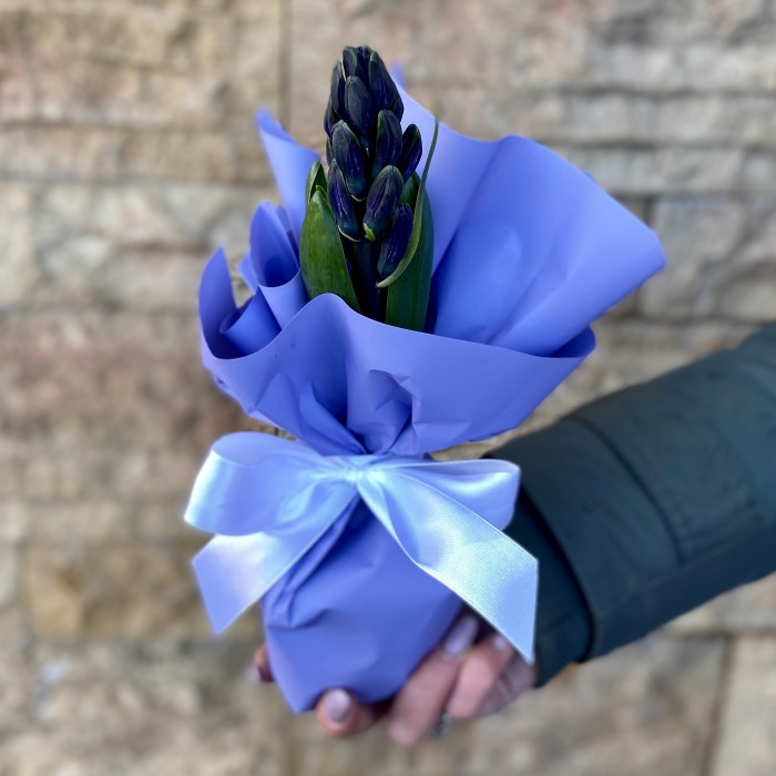 Гиацинт в горшке микс