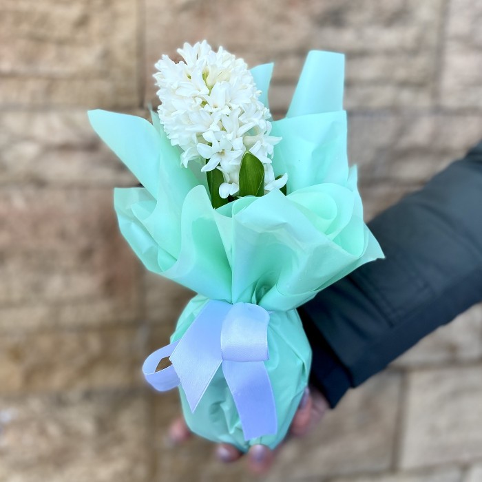 Гиацинт в горшке микс