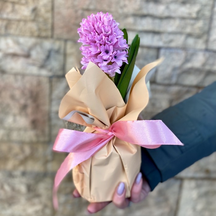 Гиацинт в горшке микс