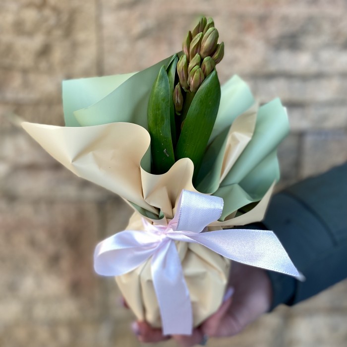 Гиацинт в горшке микс