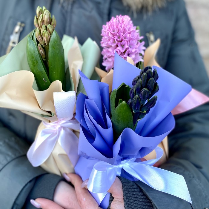 Гиацинт в горшке микс