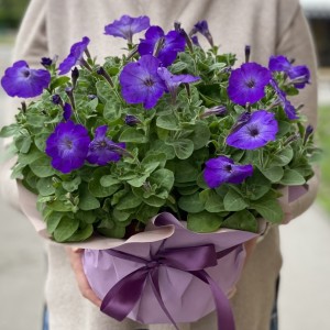 Петуния в горшке микс