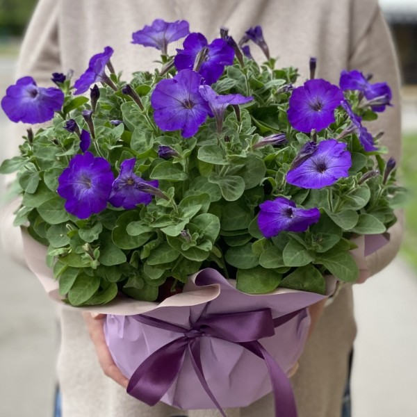 Петуния в горшке микс