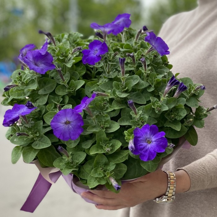 Петуния в горшке микс