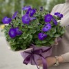 Петуния в горшке микс