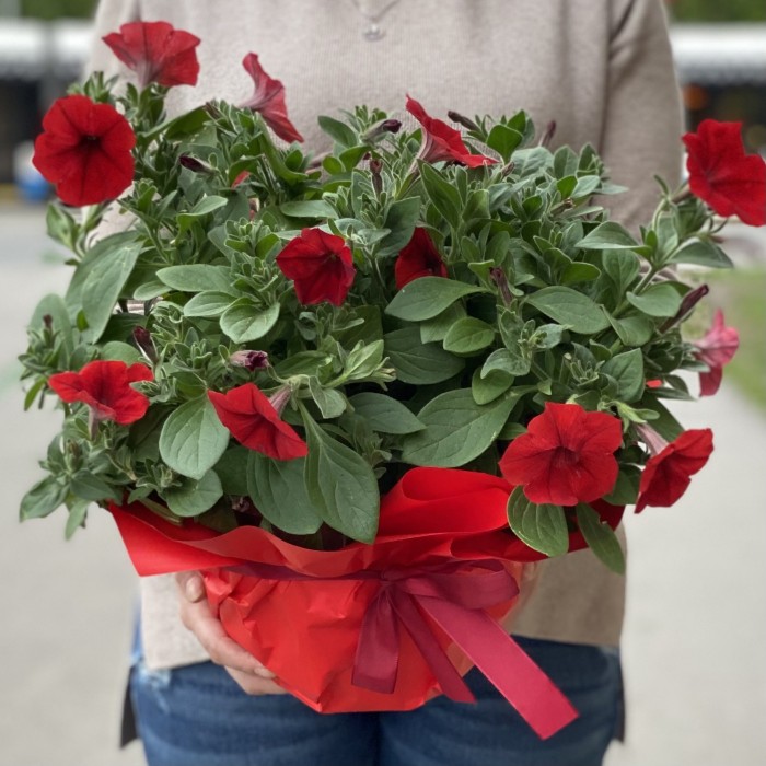 Петуния в горшке микс