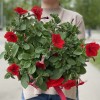 Петуния в горшке микс